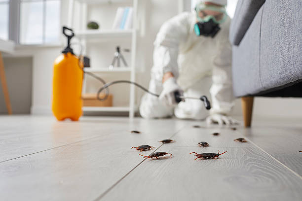 Post-Treatment Bed Bug Interceptor Monitoring in Meridianville